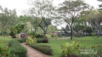 Pohon tabebuya yang tumbuh di Taman Tabebuya
