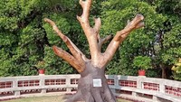 hemelboom atau pohon surgwai