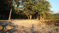sekitar pantai masih ada hutan hijau