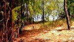 Pohon Cemara Udang, Penangkal Mentari di Pulau Gata-Gata