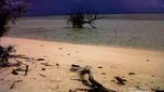 Pohon Cemara Udang, Penangkal Mentari di Pulau Gata-Gata