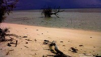 Batang cemara udang yang tumbang mempercantik Gata-Gata