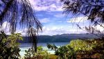 Pohon Cemara Udang, Penangkal Mentari di Pulau Gata-Gata