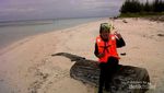 Pohon Cemara Udang, Penangkal Mentari di Pulau Gata-Gata