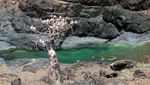 Pohon-pohon Lucu di Pulau Socotra, Yaman