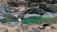 Liahatlah pohon mentimun ini menyendiri di pinggiran aliran sungai yang sangat jernih. Bisa dilihat di sunga tersebut ada wisatawan yang sedang berenan, wow (Sumber: funonthenet.in)