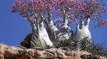 Pohon-pohon Lucu di Pulau Socotra, Yaman