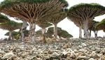 Pohon-pohon Lucu di Pulau Socotra, Yaman