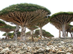 Pohon-pohon Lucu di Pulau Socotra, Yaman