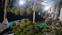 Berburu durian