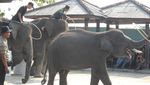 Priiitt! Lucunya Gajah-gajah Way Kambas Bermain Bola