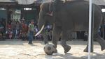 Priiitt! Lucunya Gajah-gajah Way Kambas Bermain Bola