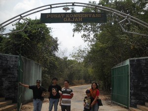 Priiitt! Lucunya Gajah-gajah Way Kambas Bermain Bola