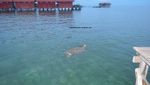 Pulang Kampung Ke Derawan, Bisa Lihat Hiu Paus