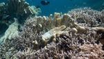 Pulang Kampung Ke Derawan, Bisa Lihat Hiu Paus