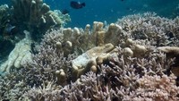 Taman Laut Palung Kakaban