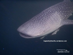 Pulang Kampung Ke Derawan, Bisa Lihat Hiu Paus