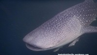 Whale Shark di Talisayan