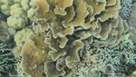 Pulau Badi, Si Cantik di Sulawesi Selatan yang Jarang Orang Tahu