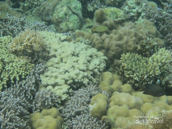Terumbu karang nan cantik
