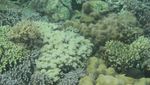 Pulau Badi, Si Cantik di Sulawesi Selatan yang Jarang Orang Tahu