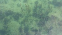 Pemandangan Bawah Air Pulau Benan