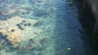 Bulu babi yang bersahabat dengan ikan-ikan kecil di Pulau Bira Kecil (dok. Ermila Klislinar/dtraveler)