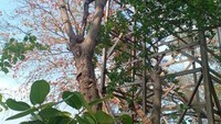 Bangunan tinggi di depan dermaga