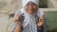 Melihat tukik atau anak penyu