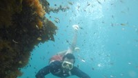 Salah satu spot Snorkeling yang ada di Dayan Homestay
