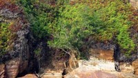 Tebing batu yang terjal dan tinggi