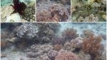 Pulau Dua, Surga Tropis di Sulawesi Tengah