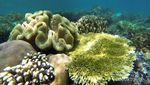 Pulau Gam, Mutiara dari Raja Ampat