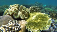 Keindahan Bawah Laut Pulau Gam, Raja Ampat