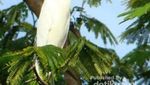 Pulau Gebe, Si Eksotis dari Maluku Utara