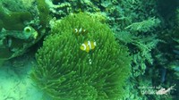 Habibat ikan nemo (Amphirion Ocellaris) di Pulau Hari