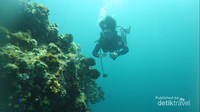 Seorang scuba diver sedang menikmati pemandangan bawah laut Pulau Hari di Sulawesi Tenggara