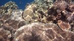 Pulau Hoga, Kecantikan Sempurna dari Sulawesi Tenggara