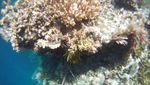 Pulau Hoga, Kecantikan Sempurna dari Sulawesi Tenggara