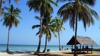 Pohon kelapa dan pasir putih khas Pulau Hoga (arya sadhewa/dTraveler)