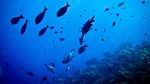Pulau Kadidiri, Surga Bagi Penikmat Alam di Sulteng