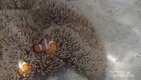 Ada Nemo di Pulau Kelor