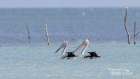 Burung Pelican di Ngurtavur