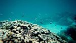 Pulau Lihukan, Nirwana dari Sulawesi Selatan