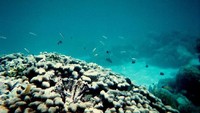 ikan-ikan laut yang lucu (members.virtualtourist.com)