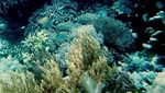 Pulau Lihukan, Nirwana dari Sulawesi Selatan