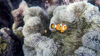 Bagi kamu yang hobi snorkeling,siap-siap ya disapa dengan ikan nemo yang lucu dan menggemaskan ini
