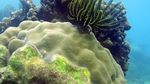 Pulau Menjangan Kecil, Surga Diving dari Karimunjawa