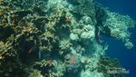Pulau Menjangan, Satu Lagi Surga di Bali