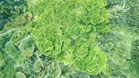 Terumbu karang di sekitar Pulau Oar
